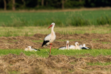 Störche auf einem Feld