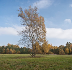 isolated colorful birch tree on meadow with colorful forest on the background and clear sky