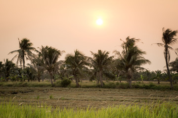 Rice field