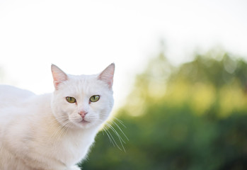 White cat with green eyes looking towards camera