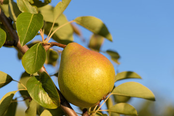 Photo of fresh ripe pear on a tree with blue sky