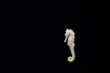 Hippocampus on the black background. Sea fish.