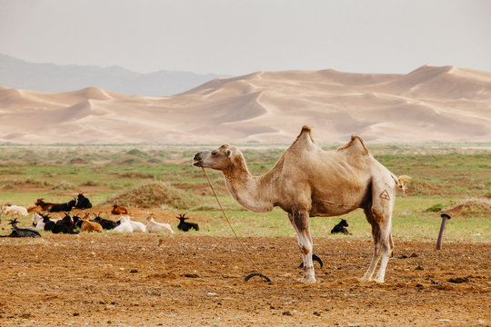 Dunes and Camel in the Gobi Desert Mongolia Landscape