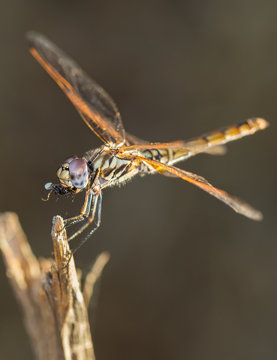 Dragonfly eating insect