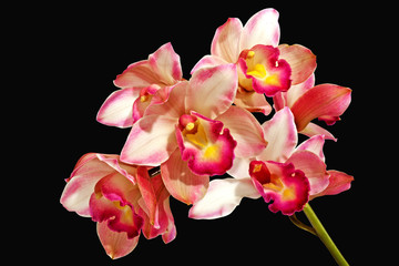 Fototapeta na wymiar Stem of Pink Orchids on Black Background