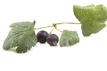 branch of ripe black currant with leaves