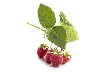 little twig with ripe wild red raspberries