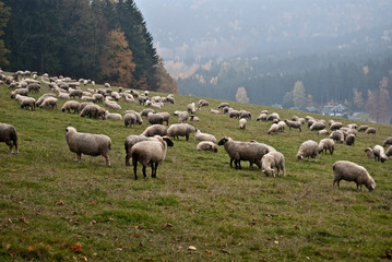 Obraz premium grazing sheep on autumn pasturage above Erlbach village in Erzgebirge mountains in Saxony