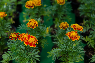 Marigold plants