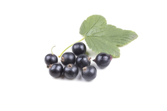 Group small black ripe currants with green leaf