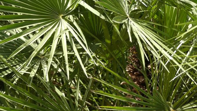 Chamaerops is a genus of flowering plants in the palm family Arecaceae. Only currently fully accepted species is Chamaerops humilis, variously called European fan palm, or Mediterranean dwarf palm.