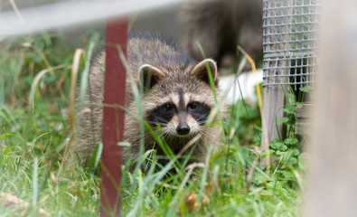 Raccoon (Procyon lotor(s) in the woods at a feeder.  Smart young animals playfully and shyly make an appearance from the woods.