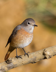 Hembra de colirrojo real, Phoenicurus Phoenicurus 