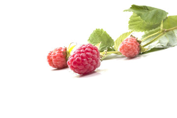 Torn forest sweet ripe raspberries with green branches