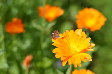 Little butterfly on a flower calendula