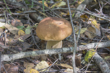 Белый гриб в лесу