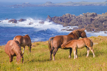 Chevaux bretons, route touristique, Landunvez, Bretagne 