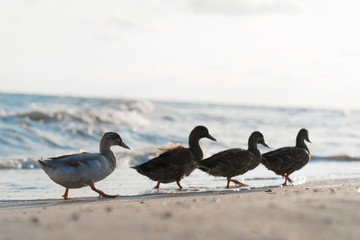 duck walk along the beach in search of food
