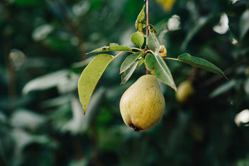 pear green pear tree