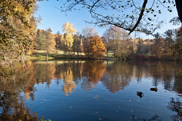 Fototapeta na wymiar pond with colorful autumn trees on the background and clear sky in Plauen city in Vogtland