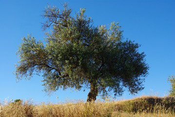 olive tree in Spain