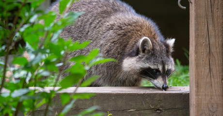Naklejka na ściany i meble Raccoon (Procyon lotor(s) in the woods at a feeder. Smart young animals playfully and shyly make an appearance from the woods.
