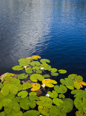 finnish summer lake