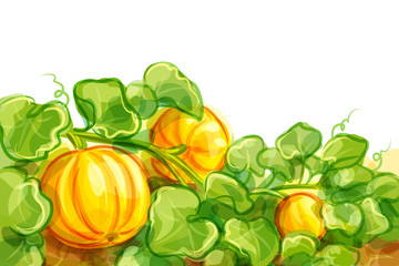 Vector illustration of pumpkins