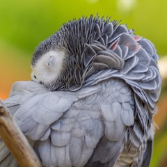 Müder Graupapagei / tired African Grey parrot