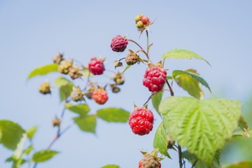 close-up view of the raspberry