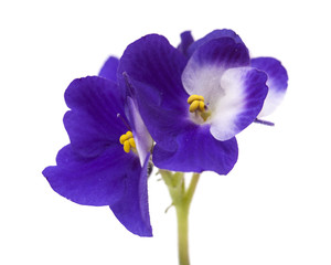 dark blue and white african violet