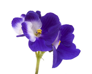 dark blue and white african violet