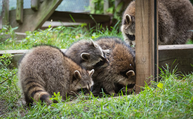 Fototapeta premium Young members of raccoon (Procyon lotor) family playing, establishing pecking order, grooming one another and playing, search for food and treats near a bird feeder in Eastern Ontario.