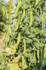 Fototapeta premium Pods of peas on a stalk in the garden
