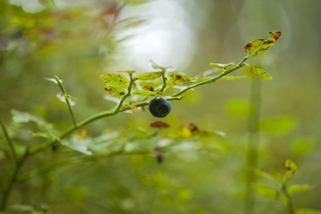 autumnal foraging background
