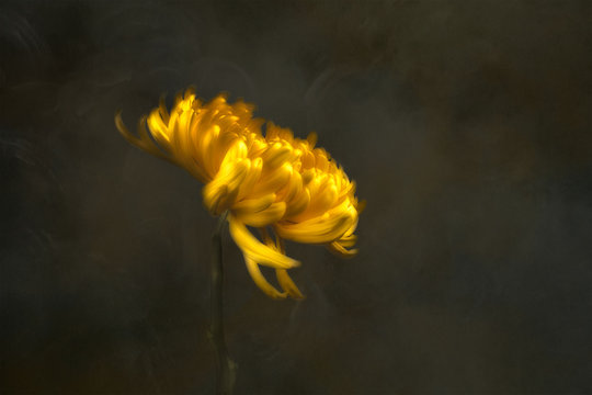 Chrysanthemum flower, studio shot 