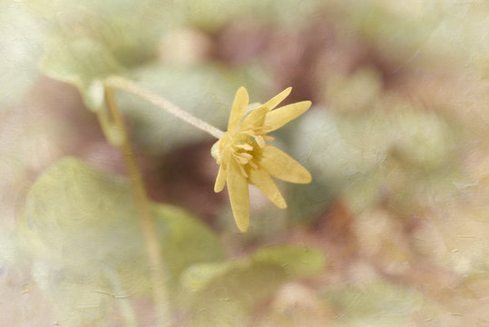 Single spring flower