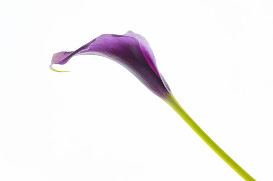 Purple araceae arum flower, studio shot
