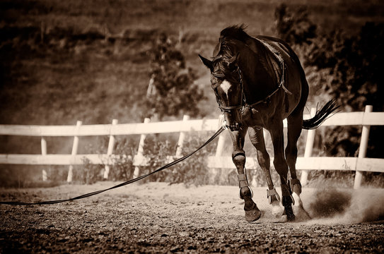 Thoroughbred race horse exercising, black and white 