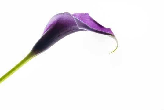 Purple araceae arum flower, studio shot 