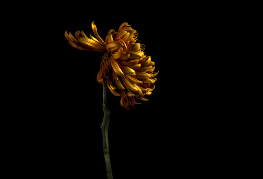 Chrysanthemum flower against black background