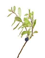 Obraz premium Vaccinium uliginosum, bog bilberry