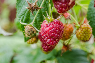 close-up of the ripe raspberry in the fruit garden / Raspberry. Raspberries. Growing Organic Berries closeup