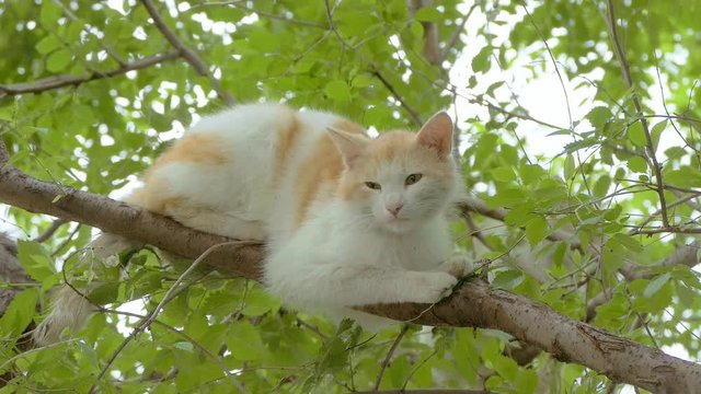 red cat sitting on a branch slow motion video