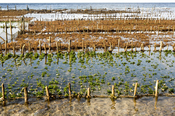 NUSA PENIDA, INDONESIA - AUGUST  03 2016 :  people collect seaweed plantations, August 03. 2016 in - Nusa Penida, Indonesia