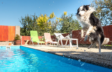 Jumping dog (best friend) border collie playing with water splash from swimming pool, hot weather,...
