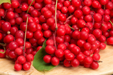 Chinese schizandra - red ripe berries