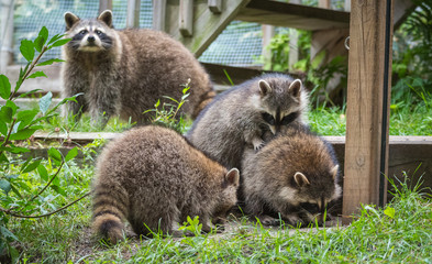 Young members of raccoon (Procyon lotor) family playing, establishing pecking order, grooming one another and playing, search for food and treats near a bird feeder in Eastern Ontario.