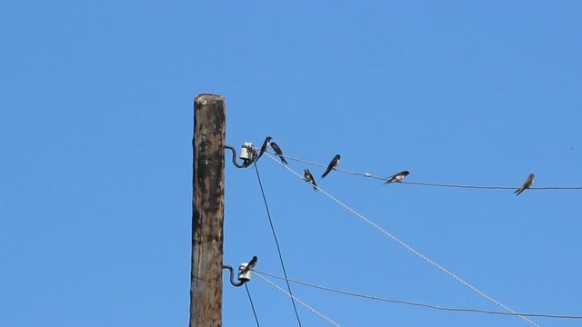 swallows on wires