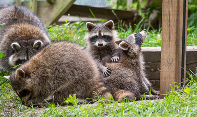 Young members of raccoon (Procyon lotor) family playing, establishing pecking order, grooming one another and playing, search for food and treats near a bird feeder in Eastern Ontario. - 119633840